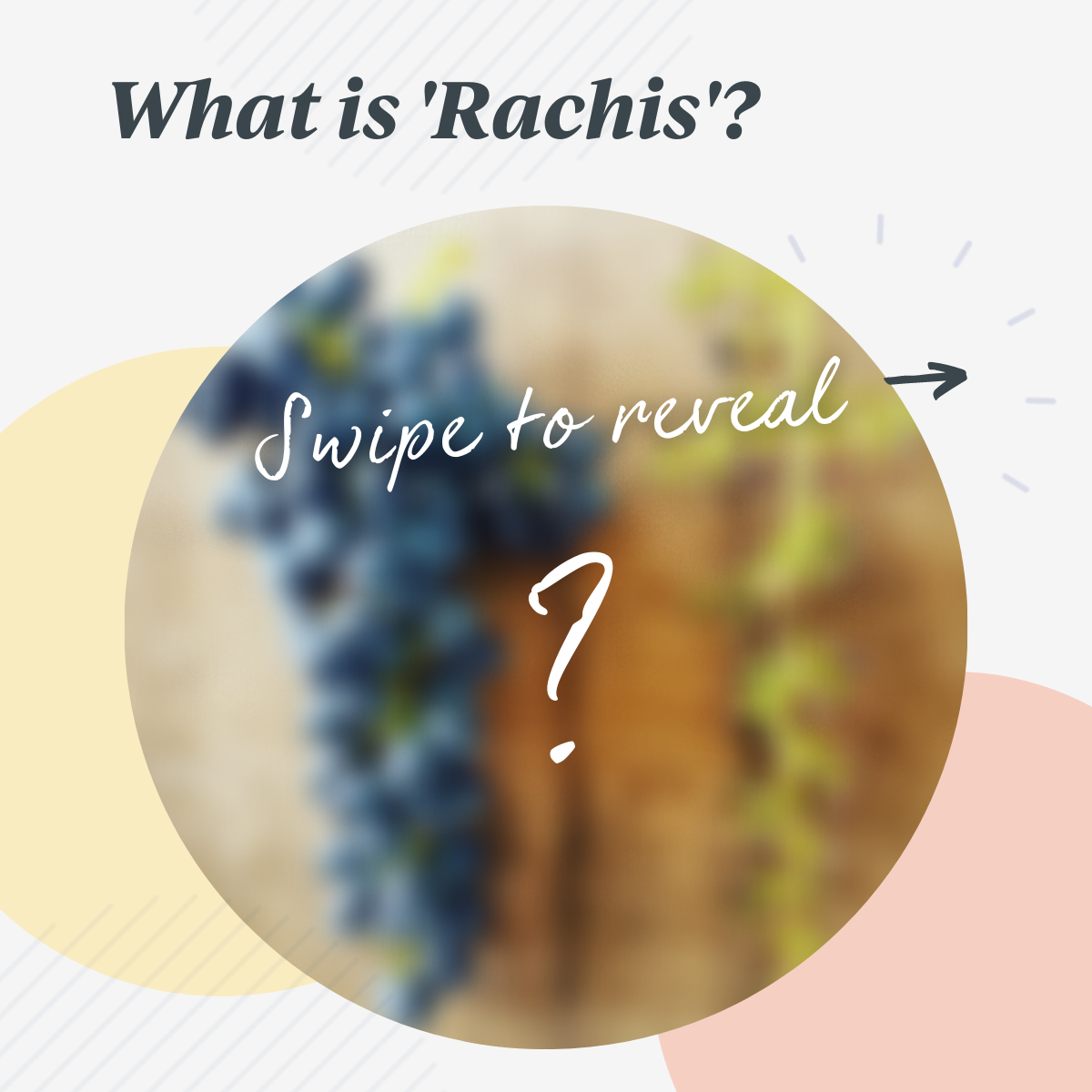 Do you know what part of a grape bunch is the ‘rachis’? 
 Swipe through the imag…